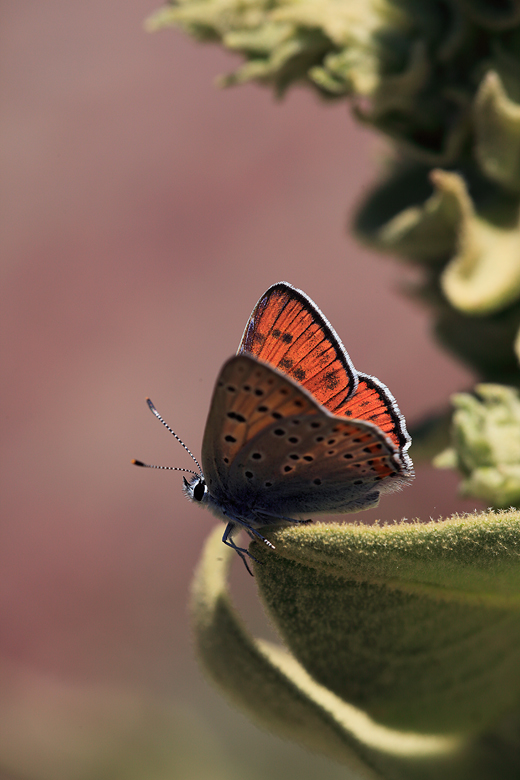 Lycaena alciphron (melibaeus)