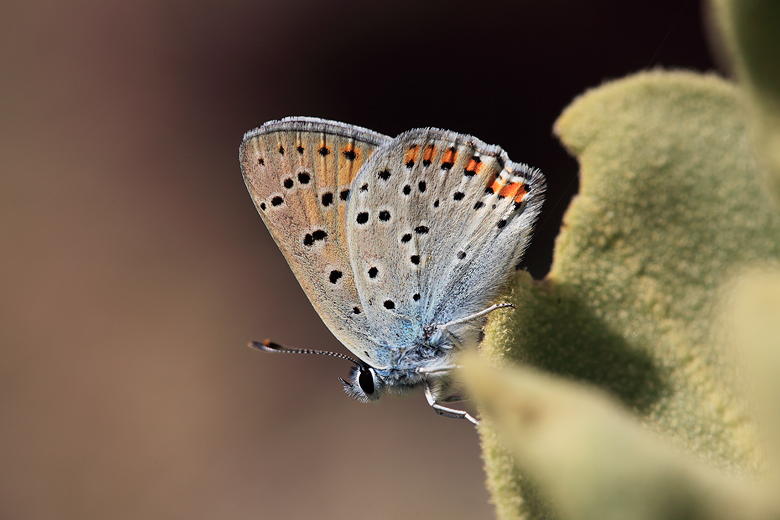 Lycaena alciphron (melibaeus)