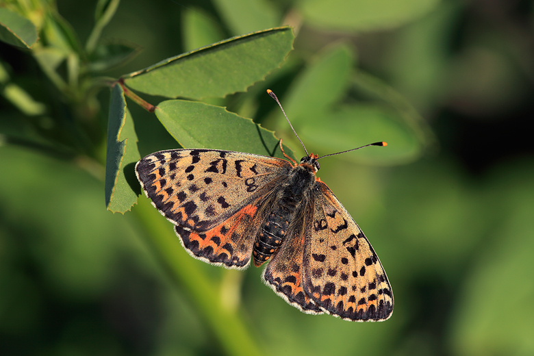 Melitaea didyma