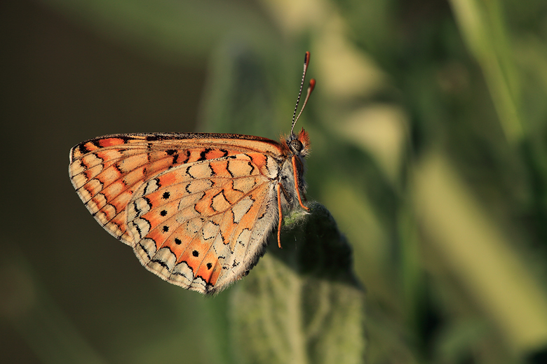 Euphydryas aurinia