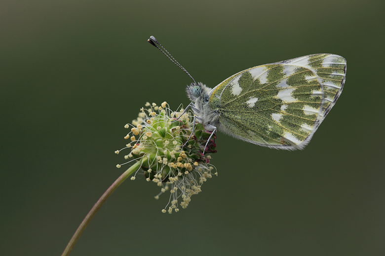 Pontia edusa
