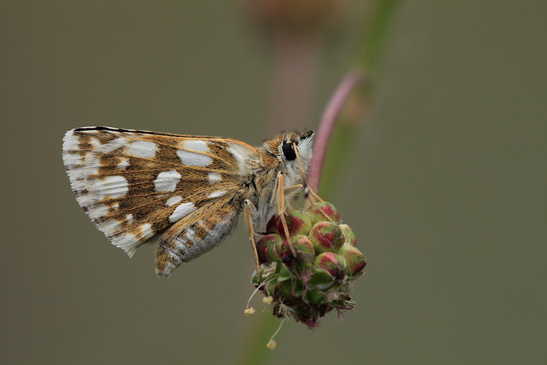 Spialia orbifer