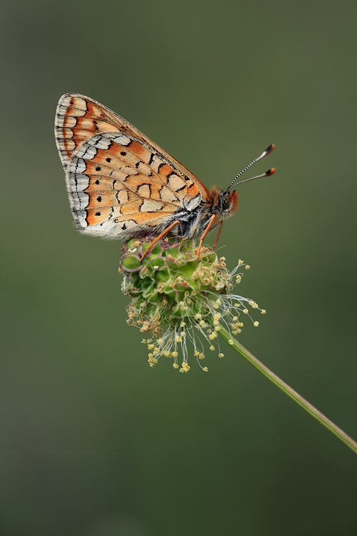 Euphydryas aurinia