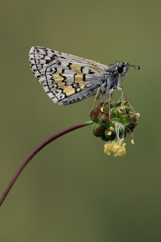 Pyrgus sidae