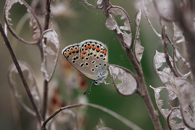 Plebejus pylaon (sephirus)