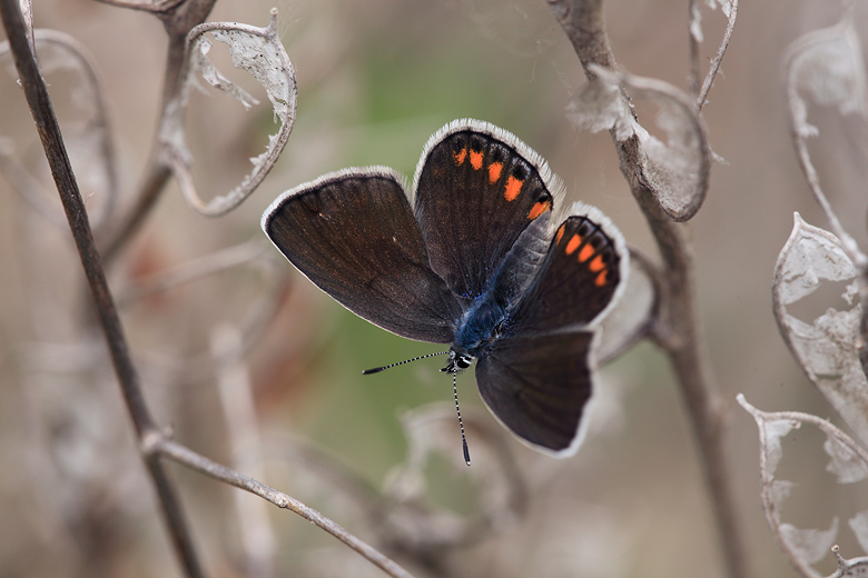 Plebejus pylaon (sephirus)