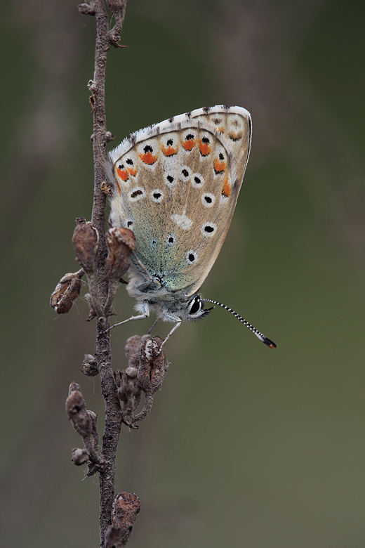 Polyommatus bellargus