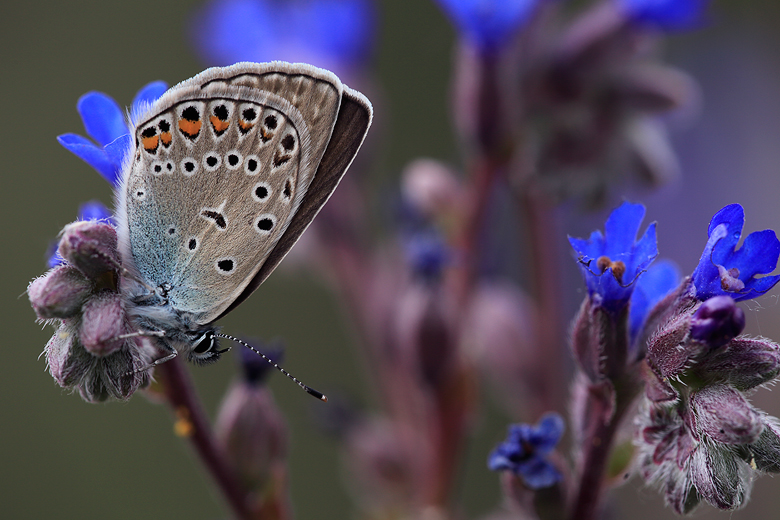 Polyommatus amandus