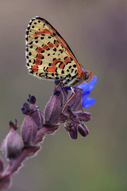 Melitaea didyma