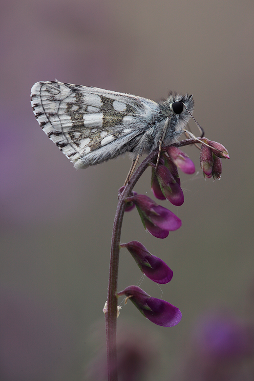 Pyrgus serratulae (major)