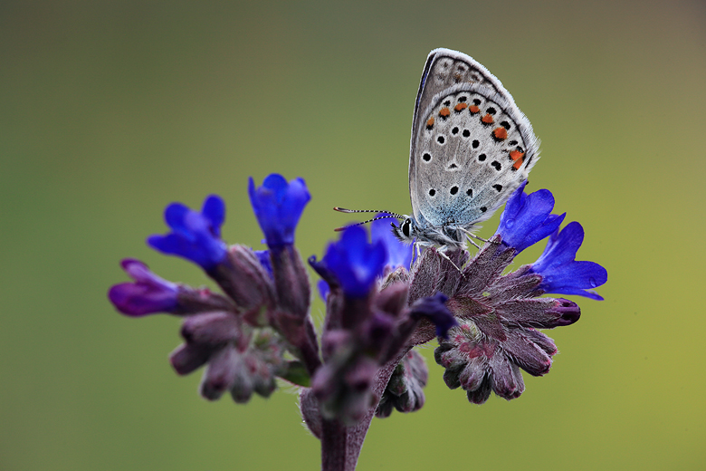 Plebejus pylaon (sephirus)