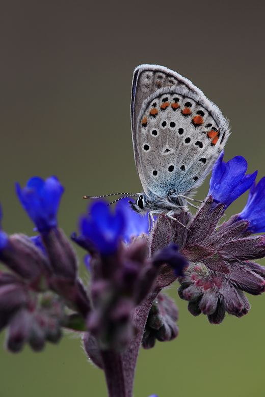 Plebejus pylaon (sephirus)