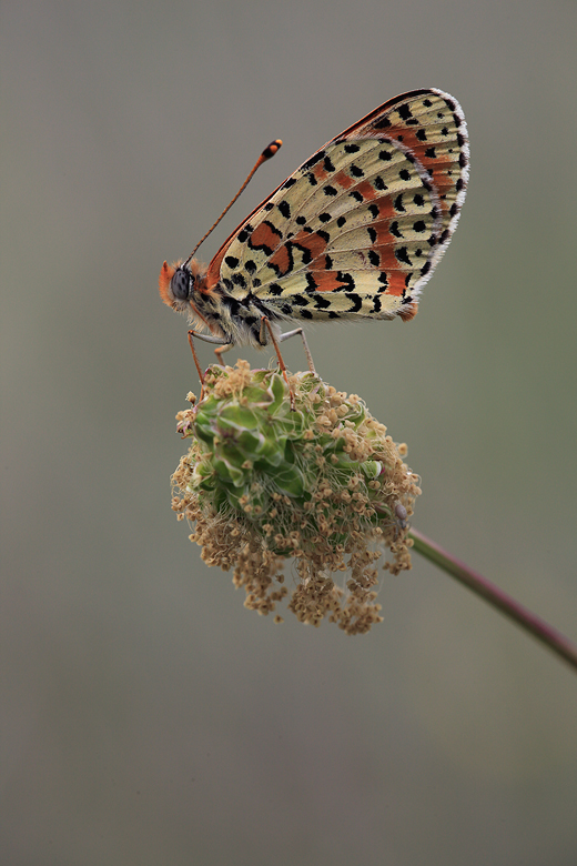 Melitaea didyma