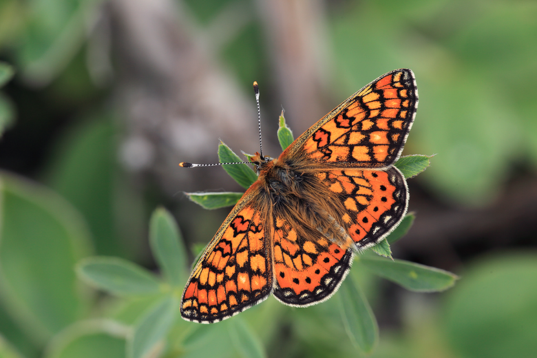Euphydryas aurinia