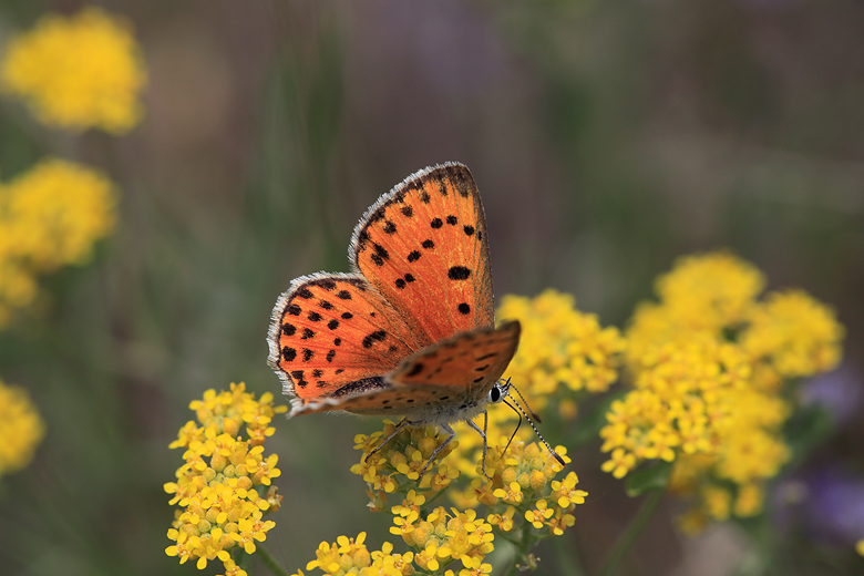 Lycaena ochimus