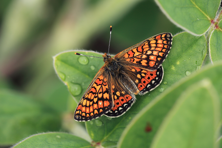 Euphydryas aurinia