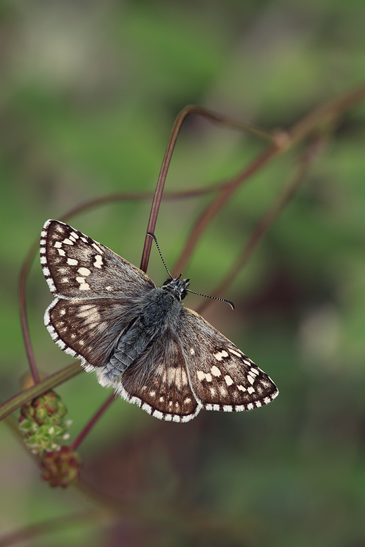 Pyrgus sidae