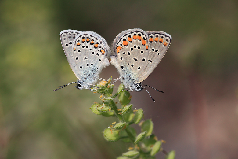 Plebejus pylaon (sephirus)