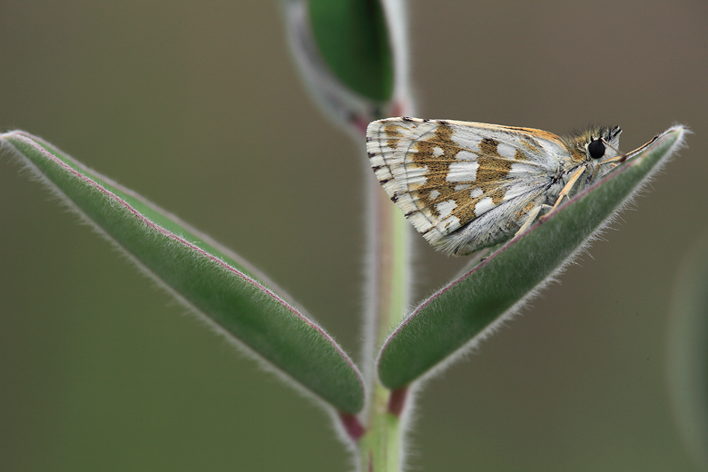 Pyrgus serratulae