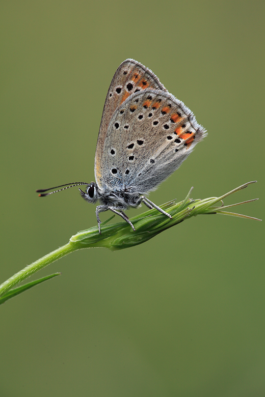 Lycaena thersamon