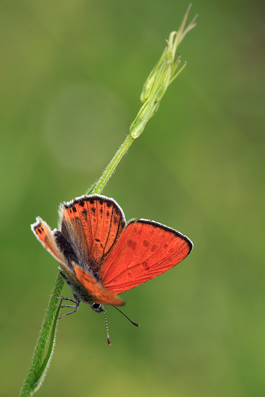 Lycaena thersamon