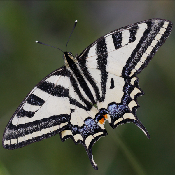 Papilio alexanor