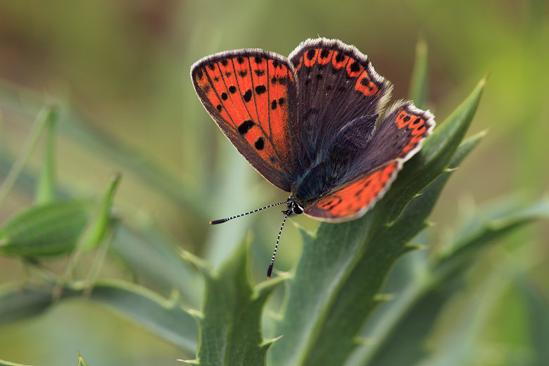 Lycaena tityrus