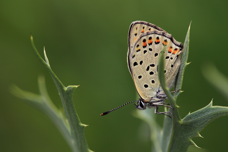 Lycaena tityrus