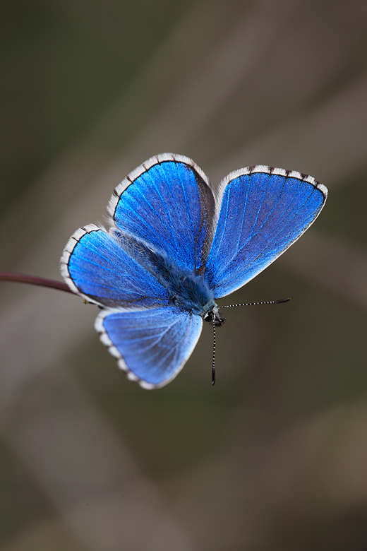 Polyommatus bellargus