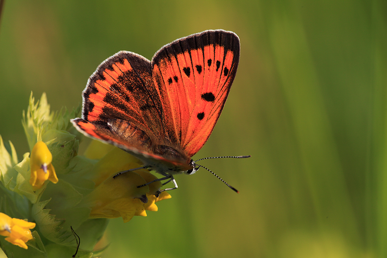 Lycaena dispar