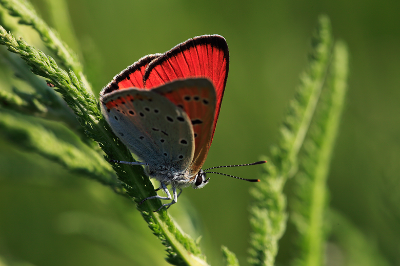 Lycaena dispar