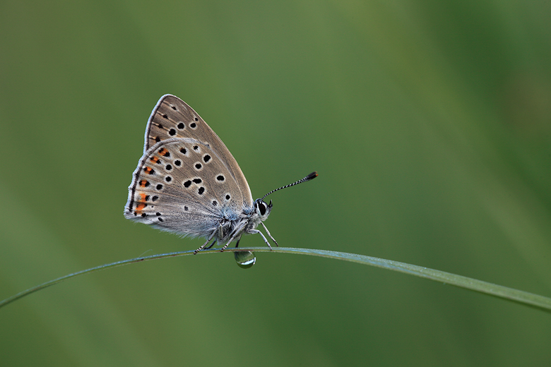 Lycaena alciphron