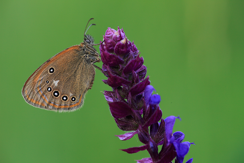 Coenonympha glycerion