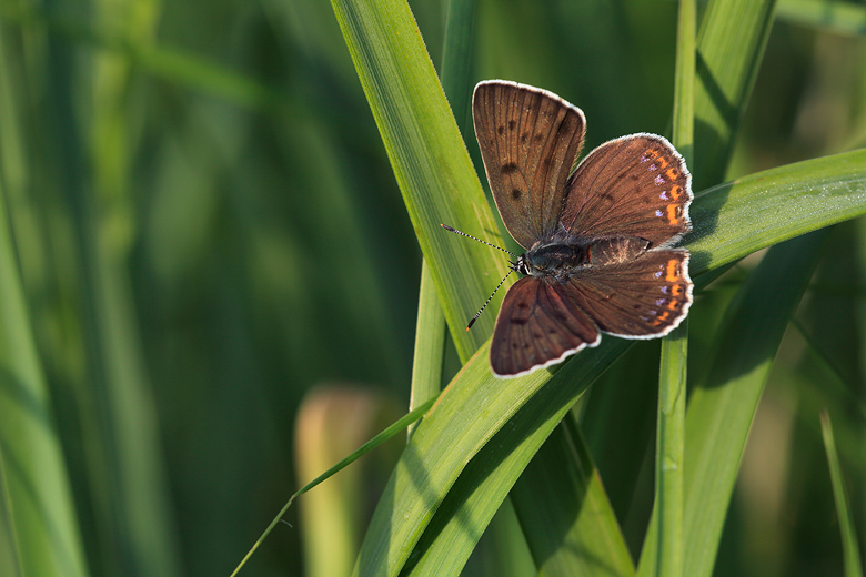 Lycaena alciphron