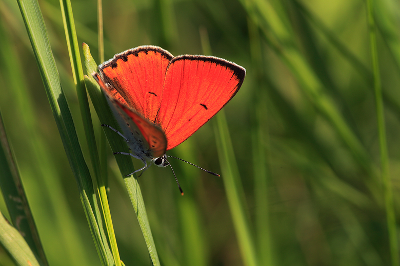 Lycaena dispar