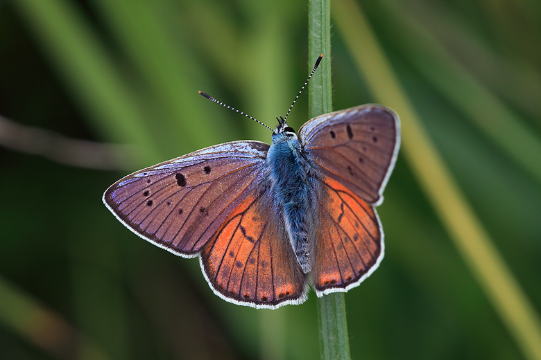 Lycaena alciphron