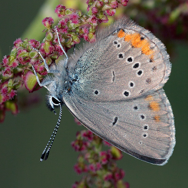 Cyaniris semiargus (helena)