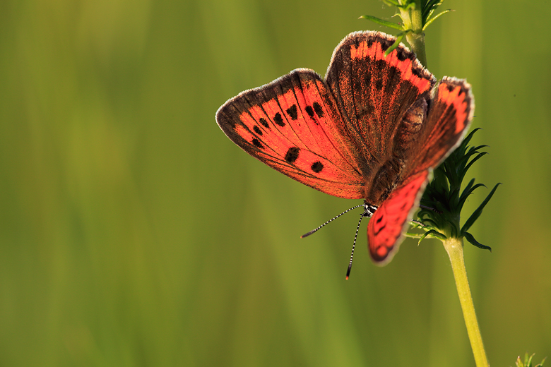 Lycaena dispar