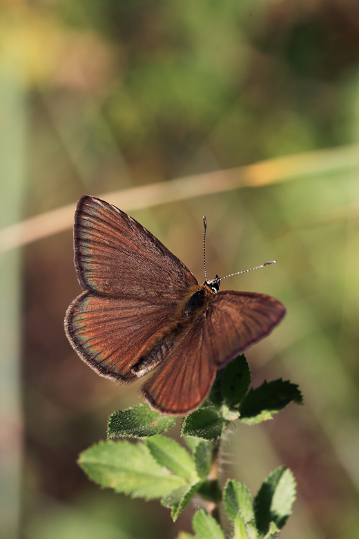 Polyommatus humedasae