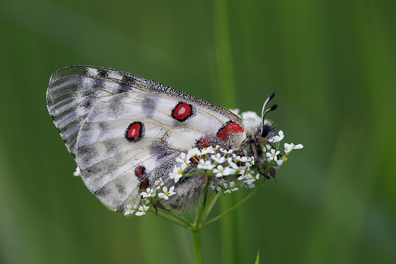 Melitaea aurelia