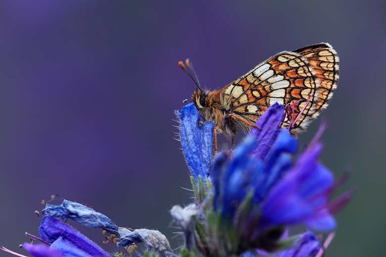 Melitaea aurelia