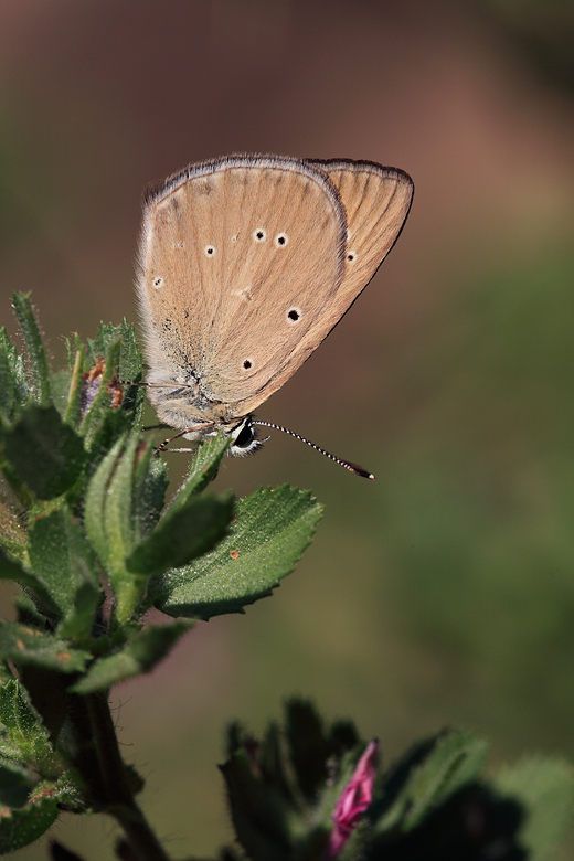 Polyommatus humedasae