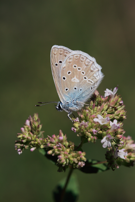 Polyommatus daphnis