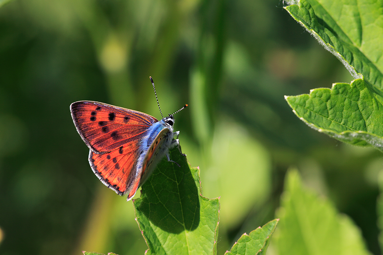 Lycaena alciphron (gordius)