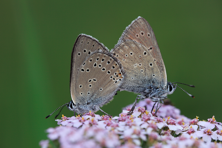 Lycaena hippothoe (eurydame)