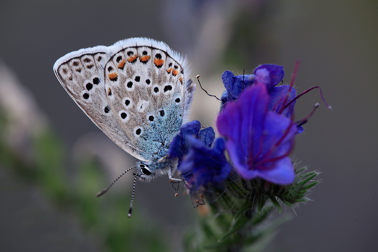 Polyommatus escheri