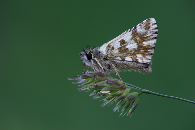 Pyrgus carlinae