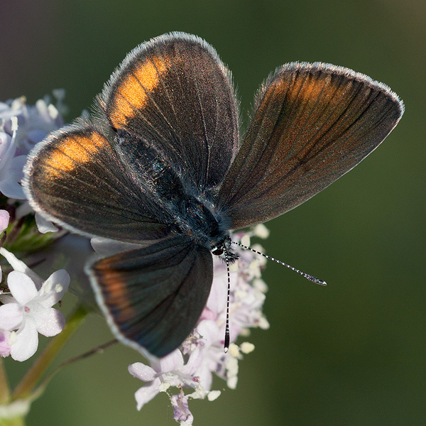 Cyaniris semiargus (helena)