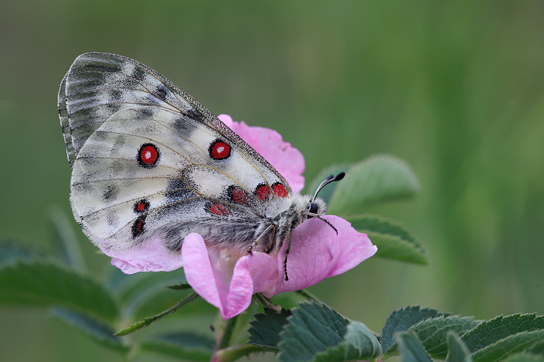 Parnassius apollo