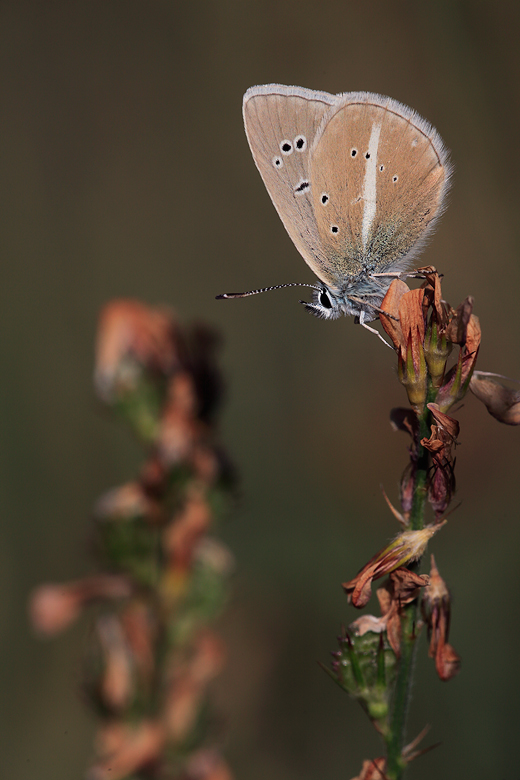 Polyommatus damon